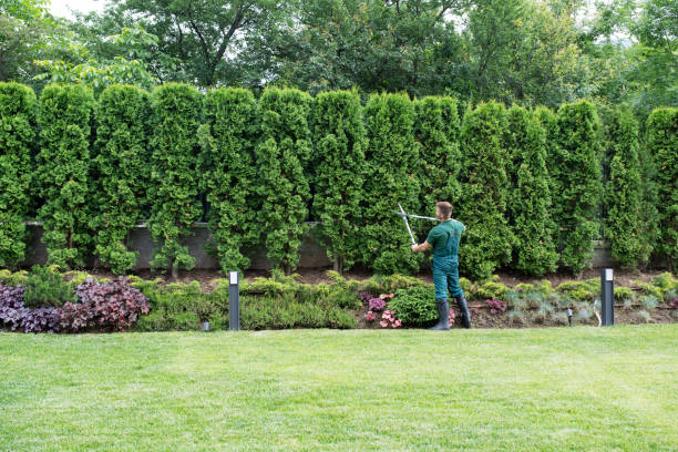 Best Lawn Renovation and Restoration  in Erwin, NC